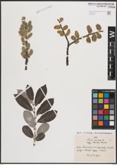 Foto von Salix cinerea L.